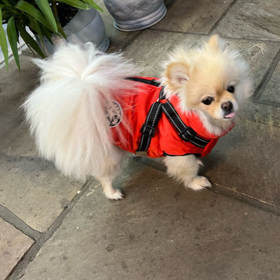 MANTEAU POUR CHIEN + Cadeaux Gratuit+ Ceinture de Sécurité