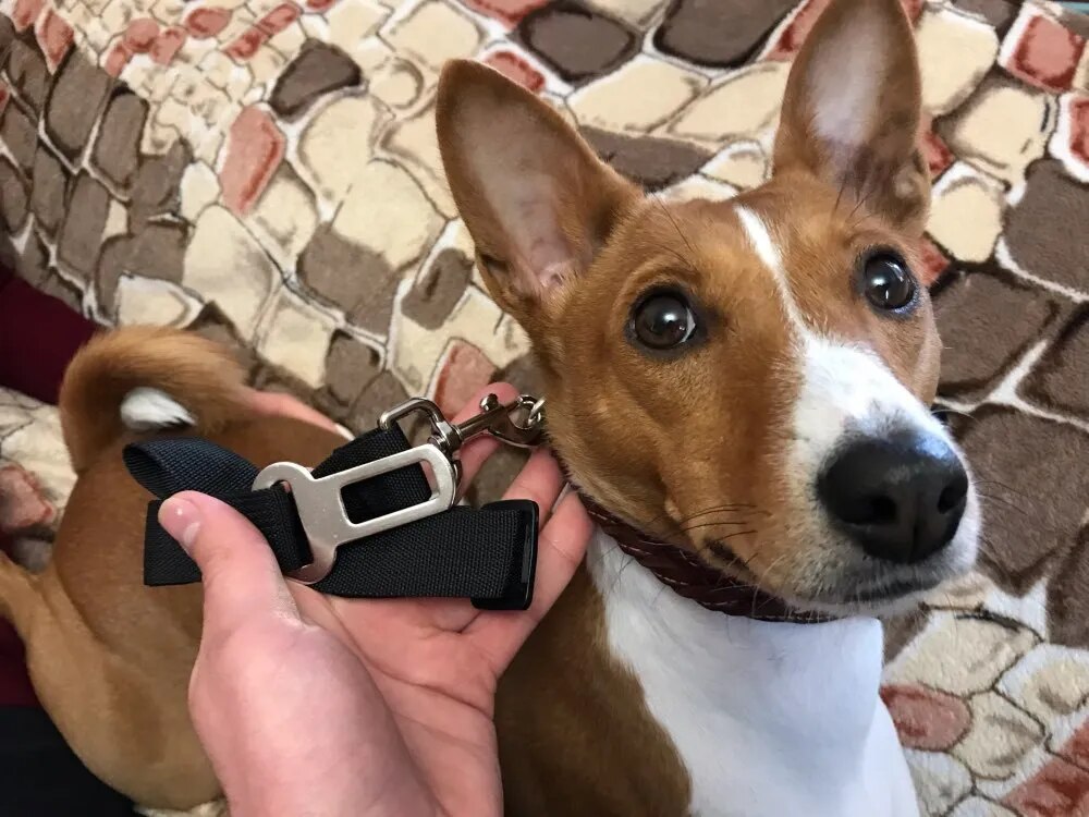 Ceinture De Siège Pour Animal De Compagne