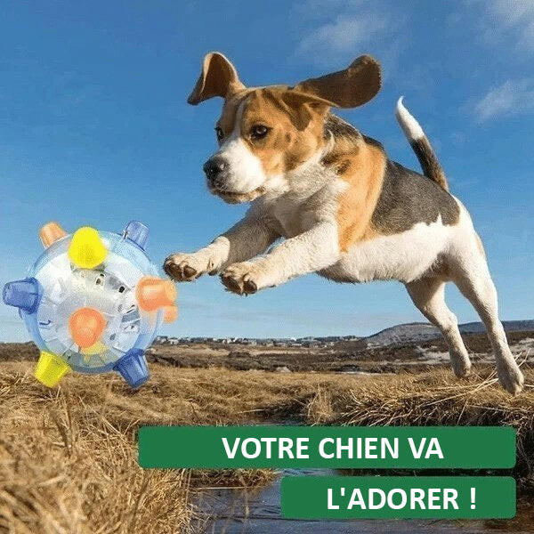 balle-pour-chien-interactive