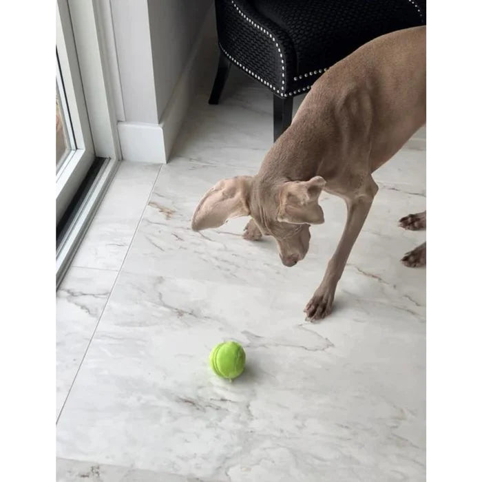 balle-roulante-interactive-couleurs-incluses-chien