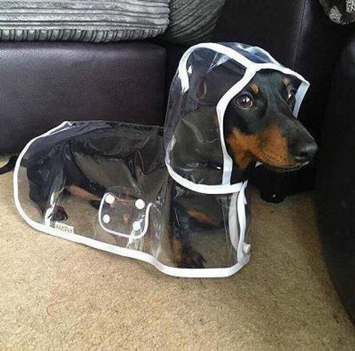 Imperméable Transparent Pour Chien