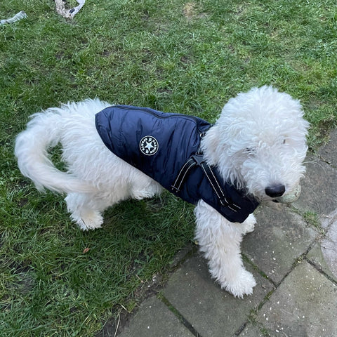 manteau-pour-chien-cadeaux-gratuit-ceinture-de-securie-blue-fort