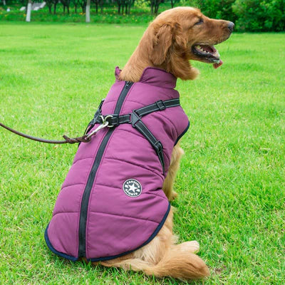 manteau-pour-chien-cadeaux-gratuit-ceinture-de-securie-violet