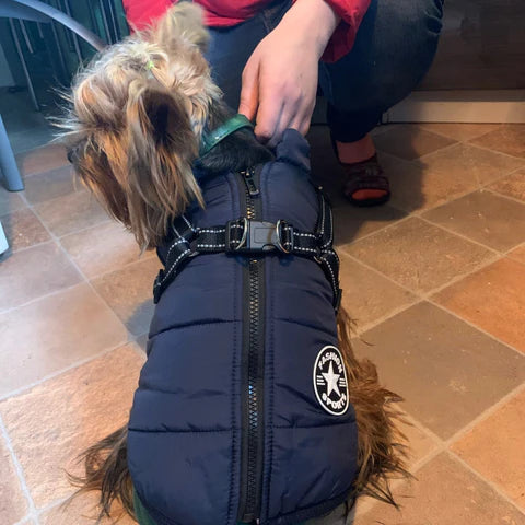 manteau-pour-chien-cadeaux-gratuit-ceinture-de-securite-blue