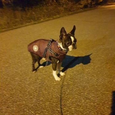 manteau-pour-chien-cadeaux-gratuit-ceinture-de-securite-violet