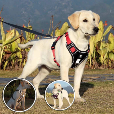 HARNAIS CHIEN  | SCOTTI HARNESS™