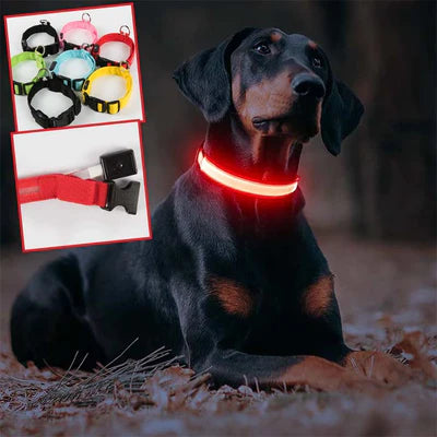 COLLIER DE CHIEN LUMINEUX LED