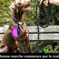 LAISSE POUR CHIEN+ BOLLE JOUET INTERACTIF POUR CHIEN