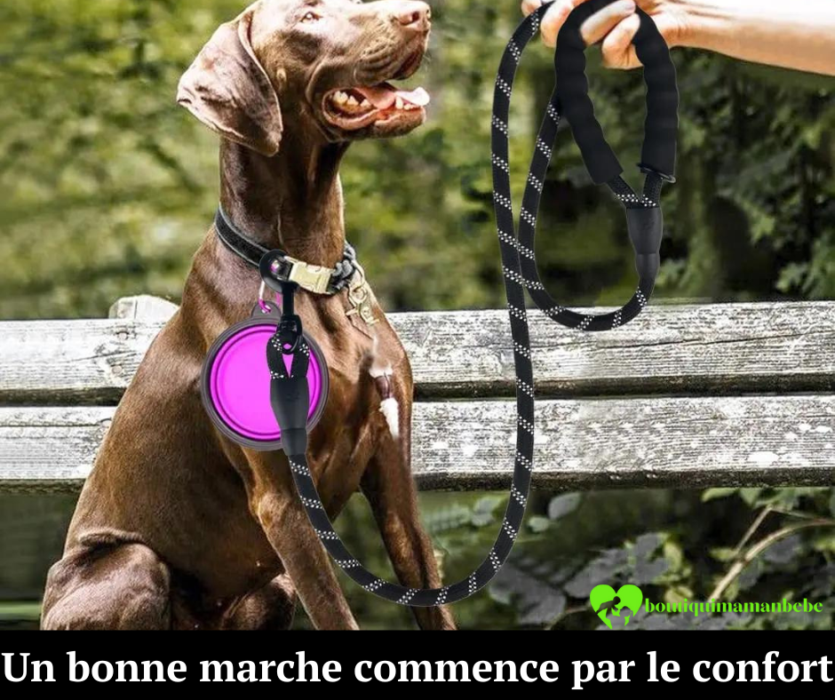 LAISSE POUR CHIEN+ BOLLE JOUET INTERACTIF POUR CHIEN