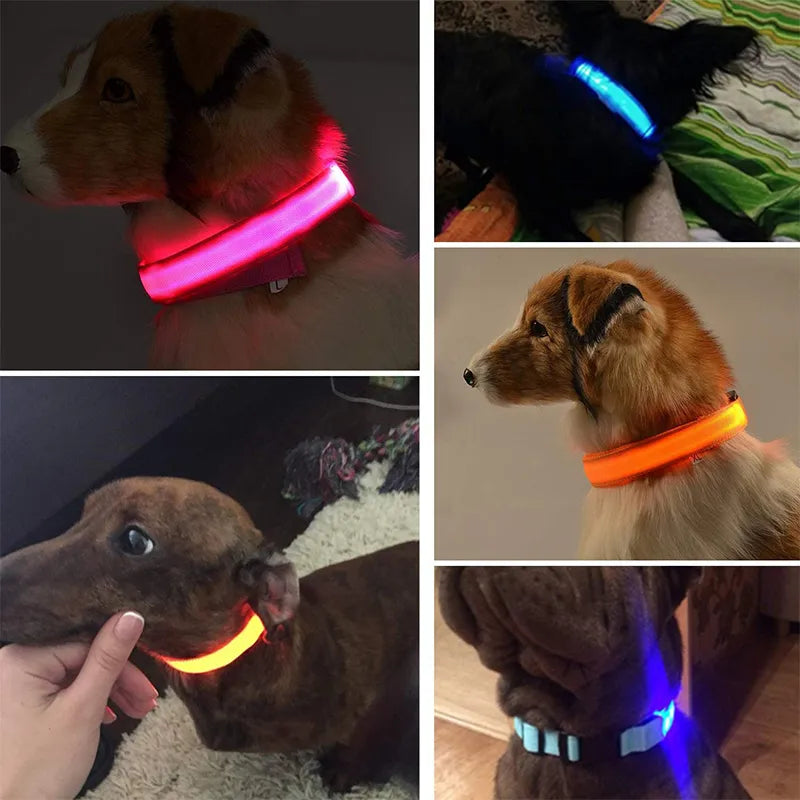 COLLIER DE CHIEN LUMINEUX LED