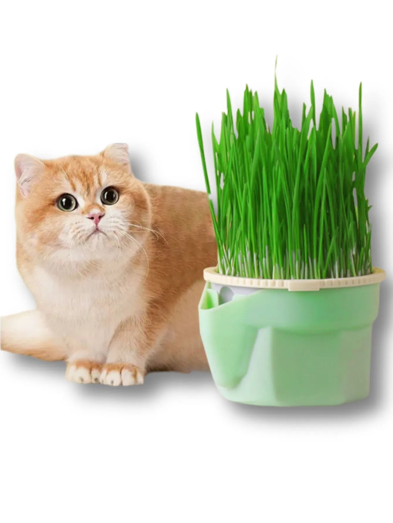 TASSE DE CULTURE HERBES A CHAT