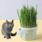 TASSE DE CULTURE HERBES A CHAT