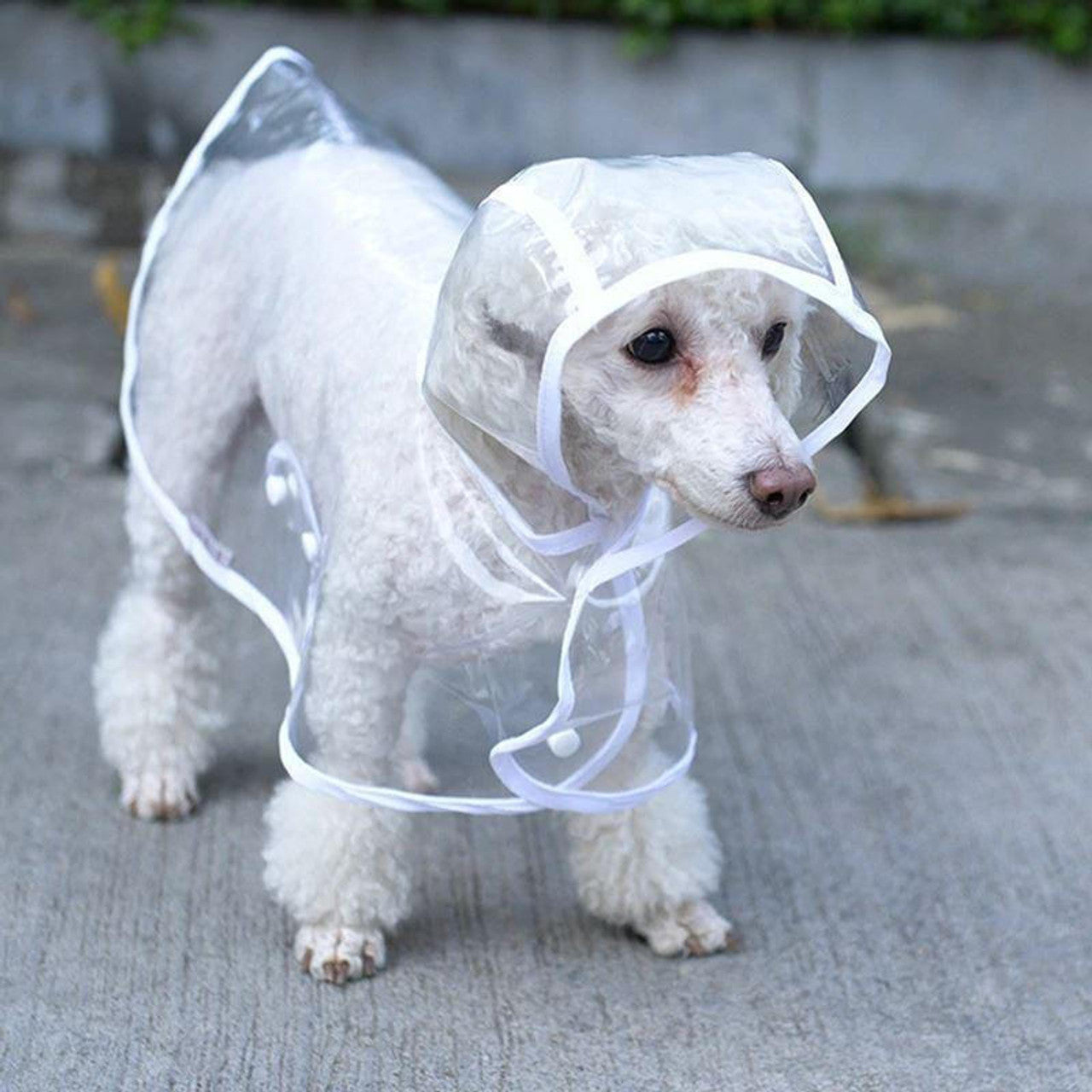 Imperméable Transparent Pour Chien