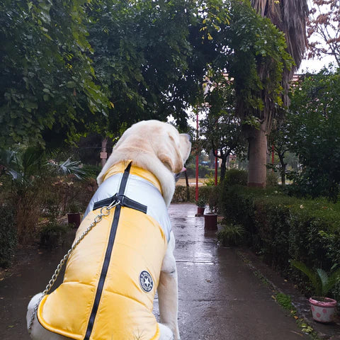 manteau-harnais-chien-jaune-practique